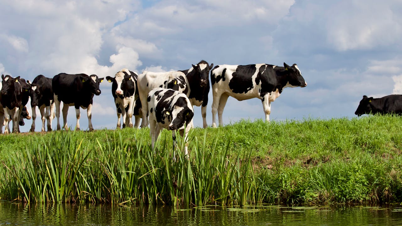 Our herd of dairy cows grazing